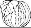 Watermelon Plant Clipart Image