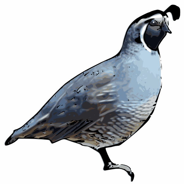 clipart of quail - photo #7