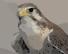 Peregrine Falcon Clip Art