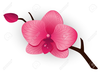 Free Clipart Of Orchids Image