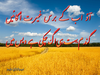 Gandum Image