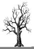 Clipart Tall Tree Image