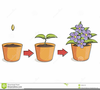 Plants Growing Clipart Image