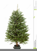 Small Christmas Tree Clipart Image