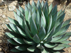 Agave Plant Image
