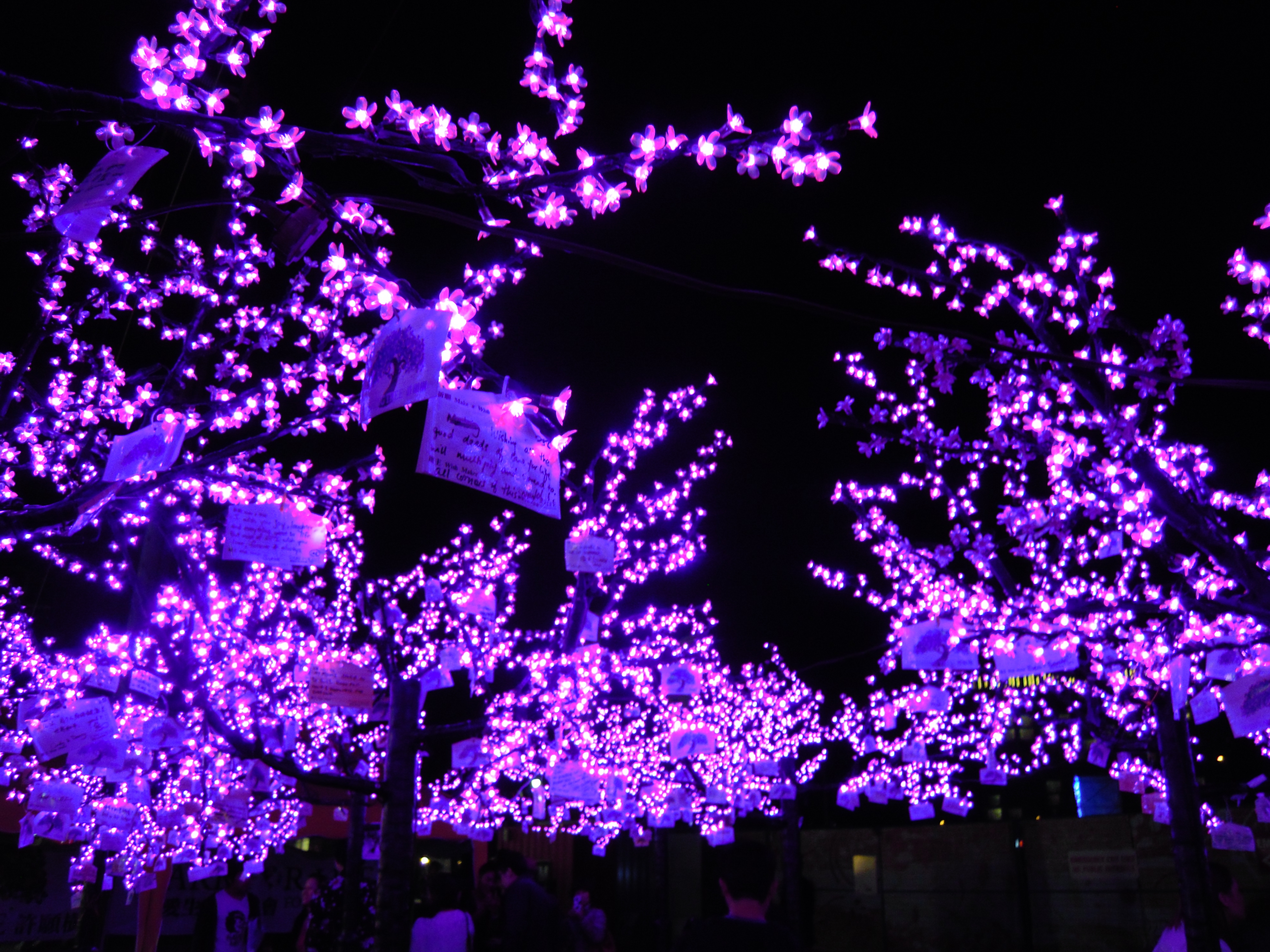 Purple Lights On Trees At Richmond Night Market | Free Images at Clker