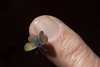 Smallest Butterfly Ever Image