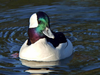 Bufflehead Ducks Image