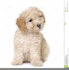 Dogs Poodles Clipart Download Image