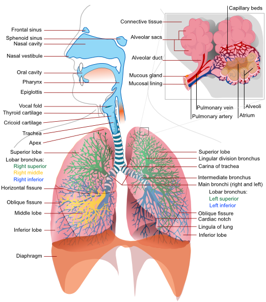 Respiratory System Complete En Clip Art at Clker.com vector clip art 