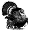Wild Turkey Clipart Black And White Image