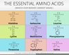 Essential Amino Acid Clipart Image