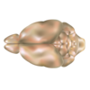 Mouse Brain Top View Image