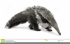 Giant Anteater Clipart Image