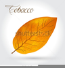 Clipart Tobacco Leaf Image