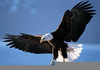 American Eagle Clipart Large Image