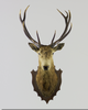 Stags Head Taxidermy Image
