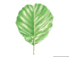 Deciduous Forest Leaf Image
