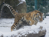 Amur Tiger Conservation Image