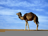 Sitting Camel Clipart Image