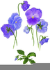 Violets Clipart Image