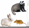 Free And Rabbits And Clipart Image