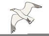 Flying Seagull Clipart Free Image