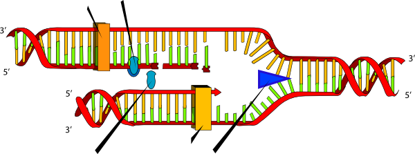 Simple Dna Replication Diagram Unlabeled - SHOTWERK