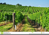 Vineyard Clipart Free Image