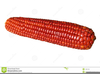 Free Clipart Seeds Image