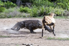 Komodo Dragon Attack Image