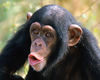 Chimpanzee Primate Facts Image