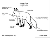 Red Fox Anatomy Image