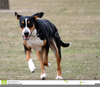 Swiss Mountain Dog Clipart Image