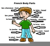 Body Parts Clipart Pictures Image