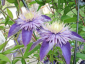 Eclematis Image
