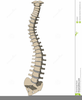Clipart Chest Skeleton Image