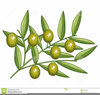 Free Clipart Olive Leaf Image