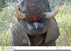 African Elephant Family Image