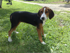 Finnish Hound Puppy Image