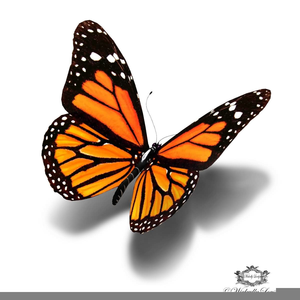 Tattoo Butterfly Cliparts Image