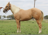 Golden Quarter Horses Image