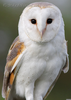 Barn Owl Images Image