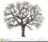 Trees Shadow Clipart Image