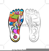 Free Clipart Foot Image