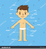 Human Body Clipart For Kids Image