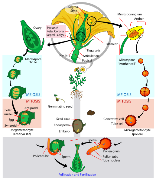 Angiosperm Life Cycle Diagram Clip Art at Clker.com - vector clip art