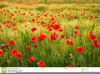 Field Of Flowers Clipart Image