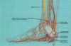 Posterior Tibial Nerve Image