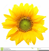 Free Clipart Sunflowers Image